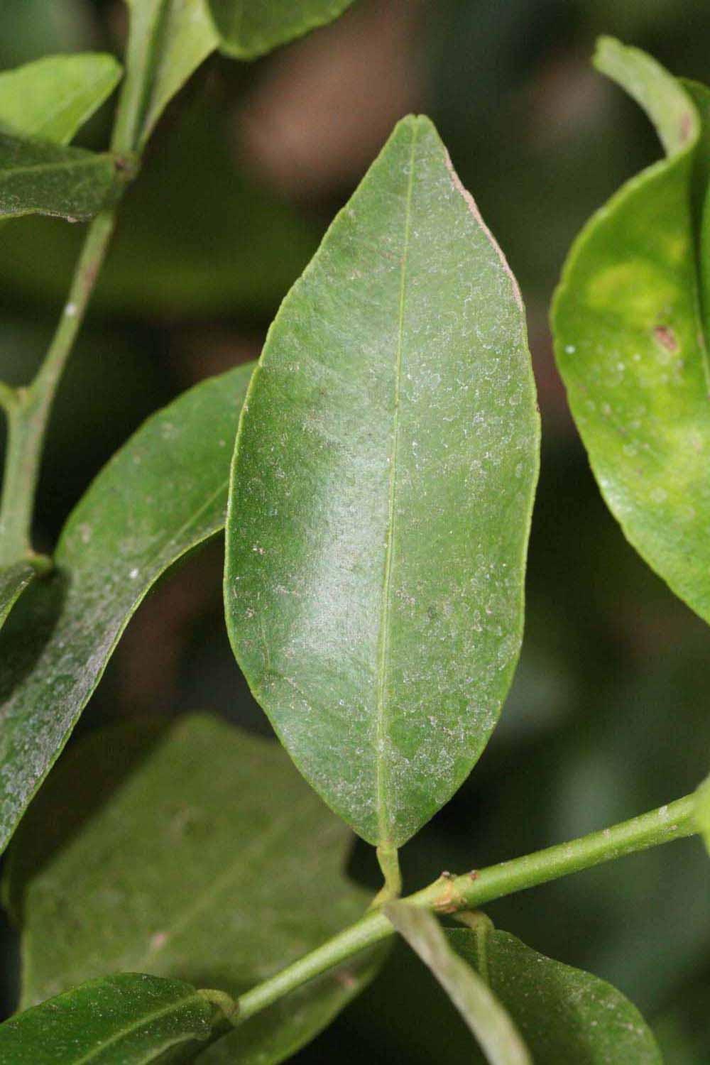              Unifoliolate leaf (Riverside, CA)       